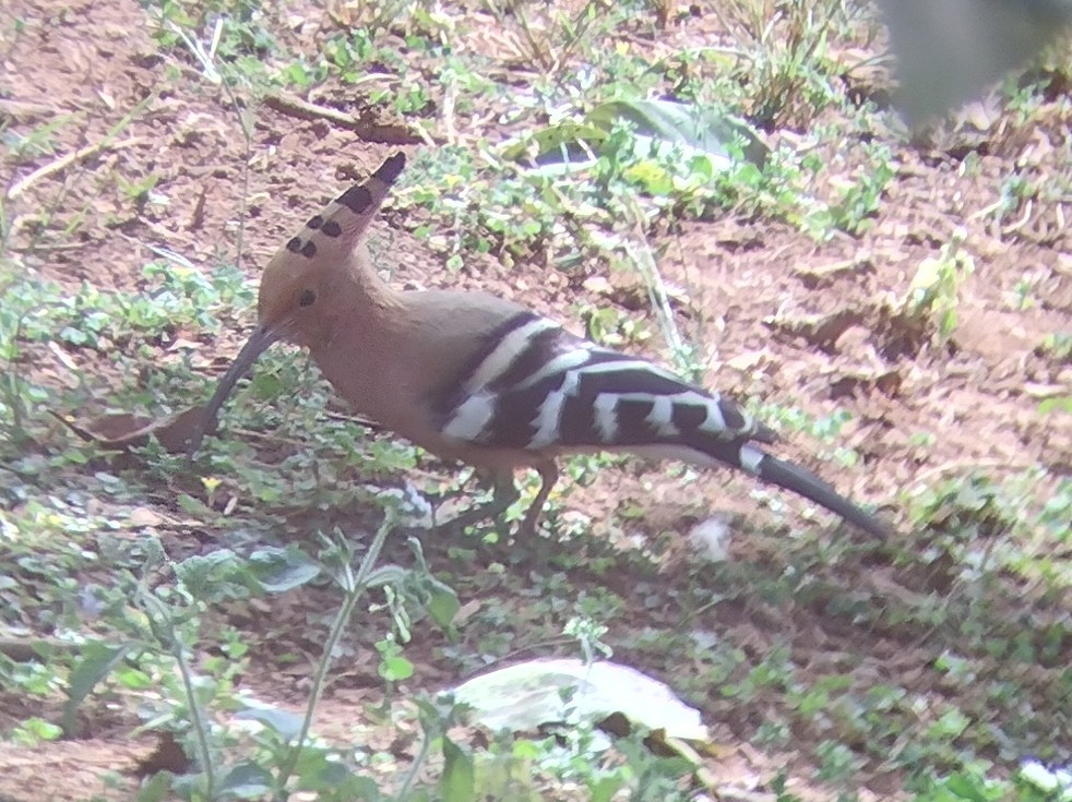 Eurasian Hoopoe - ML612515556