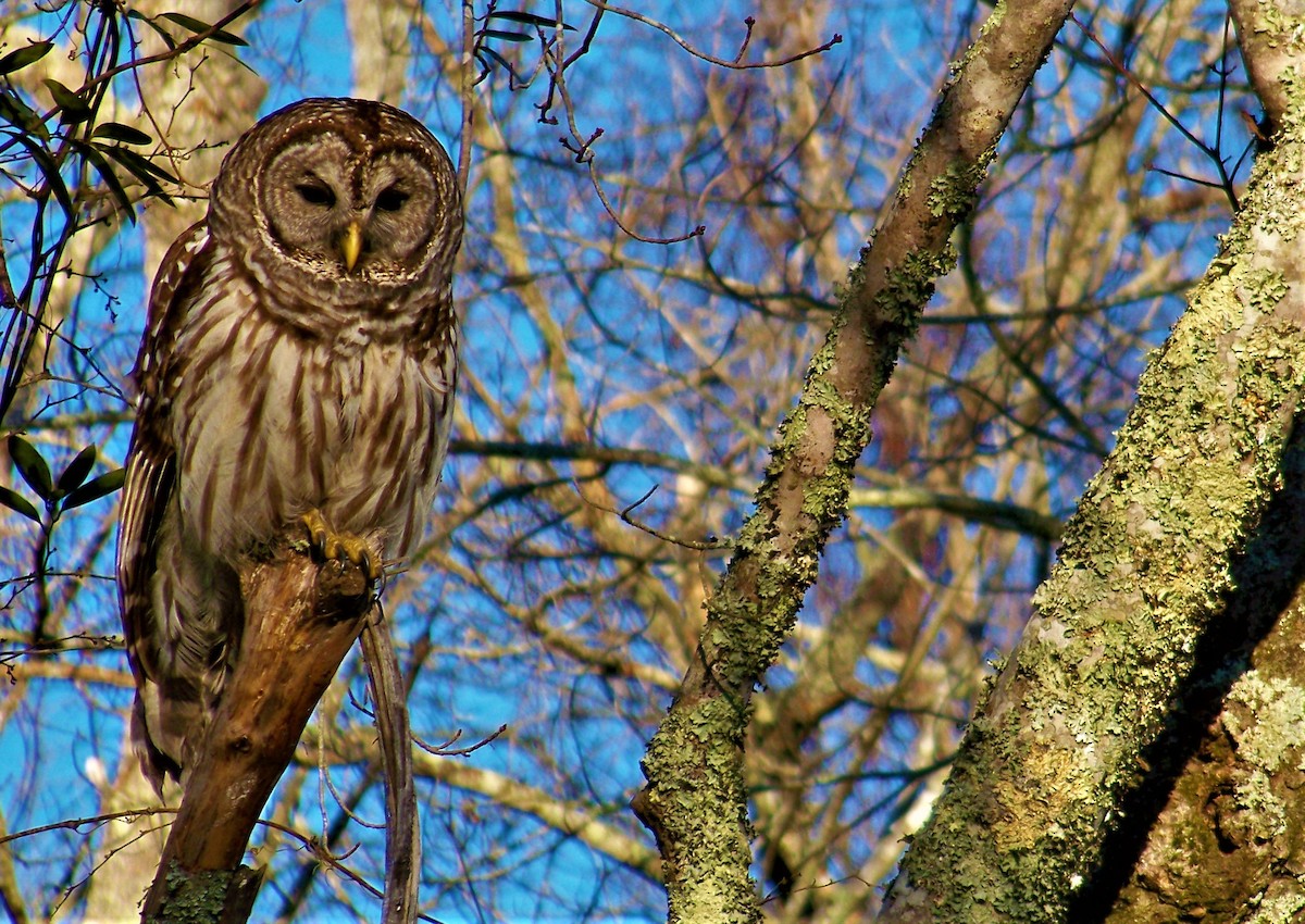 Barred Owl - ML612515611