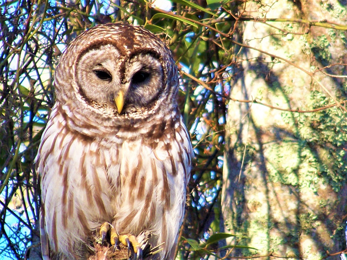 Barred Owl - Timothy Blanchard