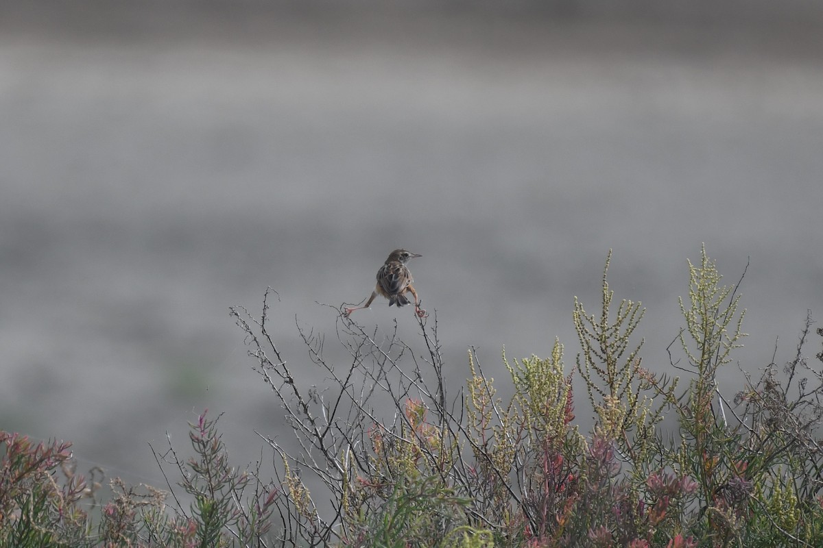 Zitting Cisticola (Double Zitting) - ML612515657