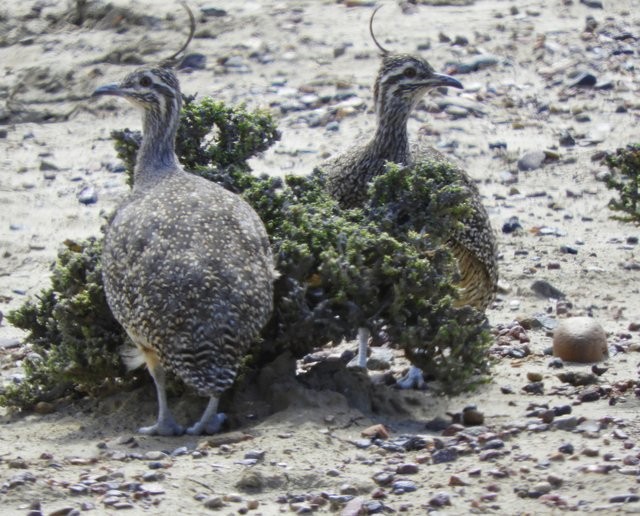 Elegant Crested-Tinamou - Guillermo Rost