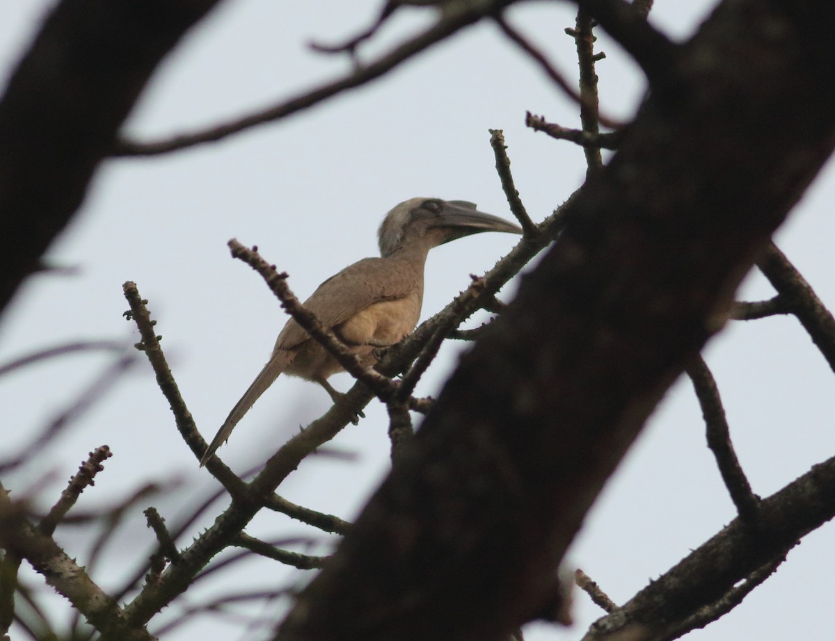 Indian Gray Hornbill - Savio Fonseca (www.avocet-peregrine.com)