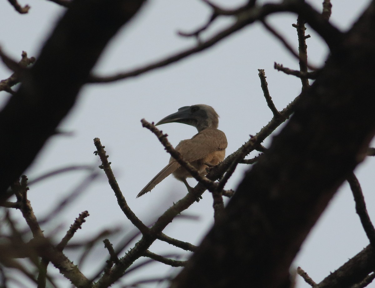 Indian Gray Hornbill - Savio Fonseca (www.avocet-peregrine.com)