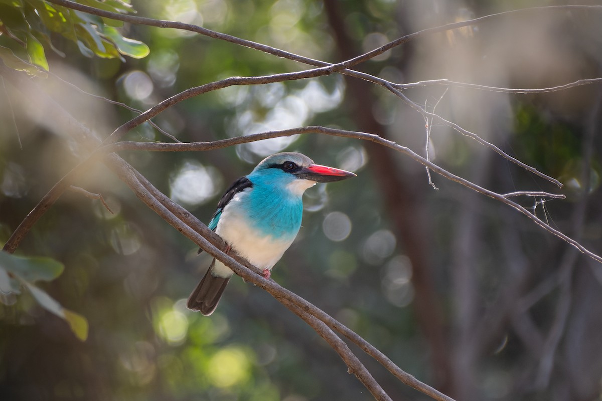 Woodland Kingfisher - John Lee