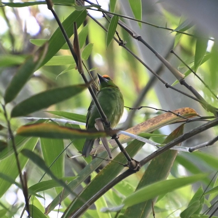 Flame-fronted Barbet - ML612515916