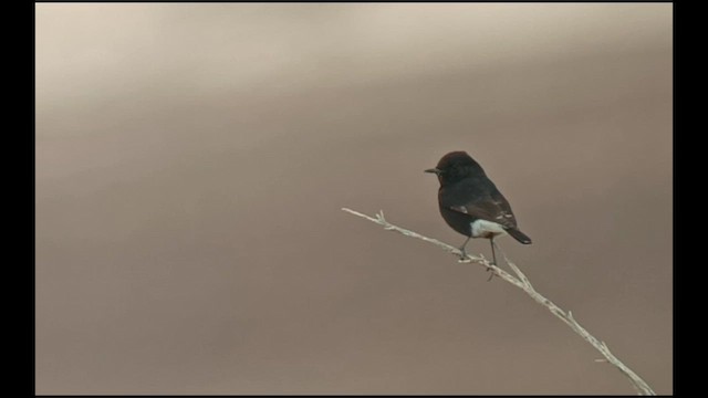 סלעית הבזלות - ML612515938