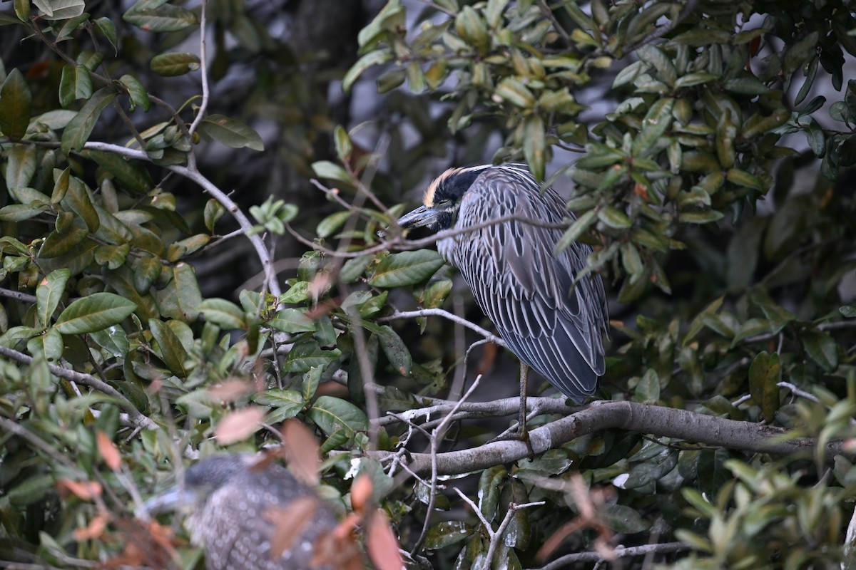 Yellow-crowned/Black-crowned Night Heron - ML612515965