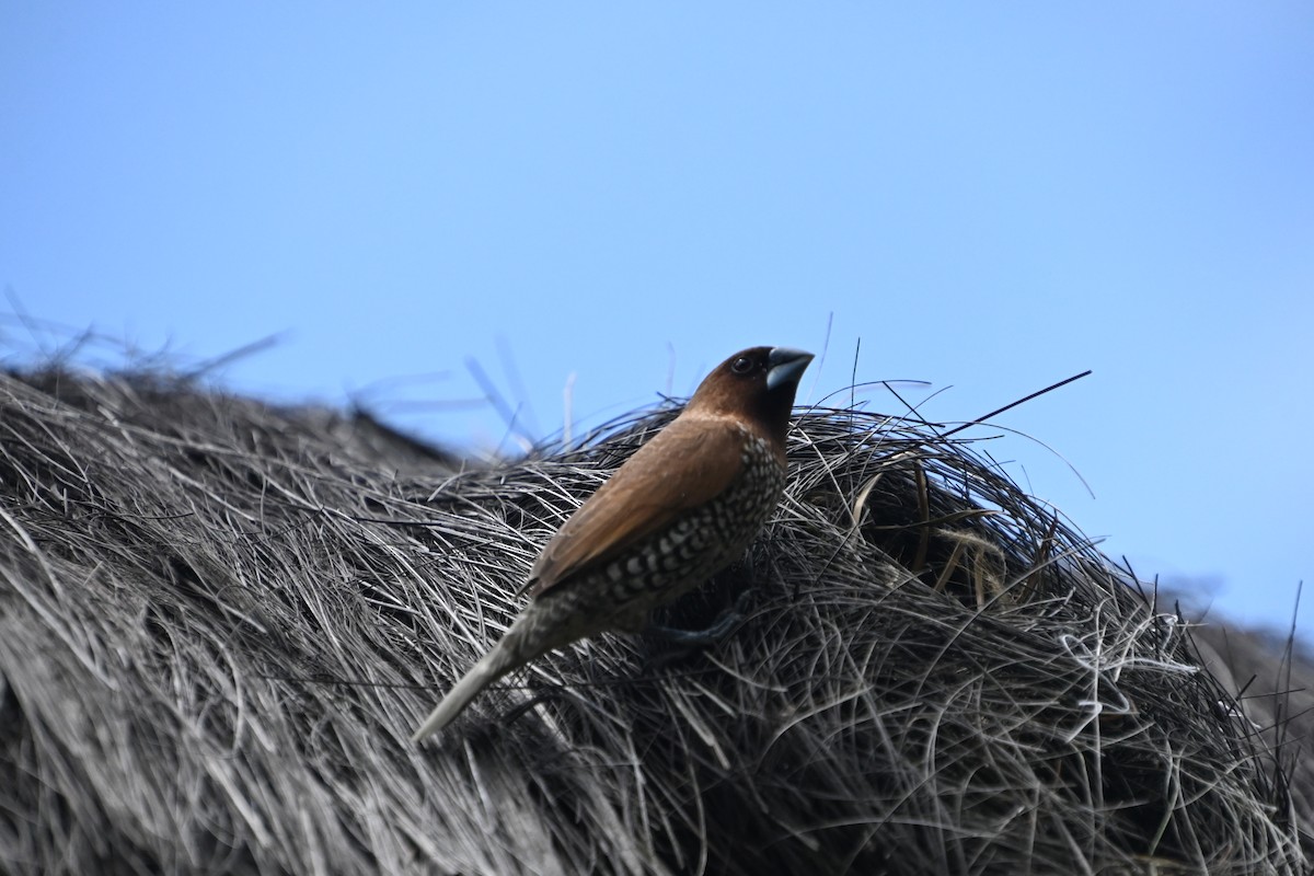 Scaly-breasted Munia (Scaled) - ML612515967