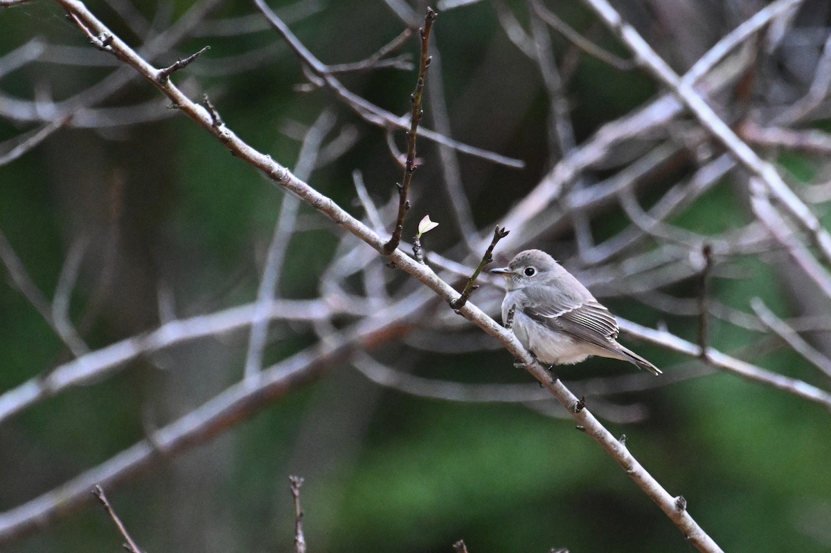 Asian Brown Flycatcher - Ting-Wei (廷維) HUNG (洪)