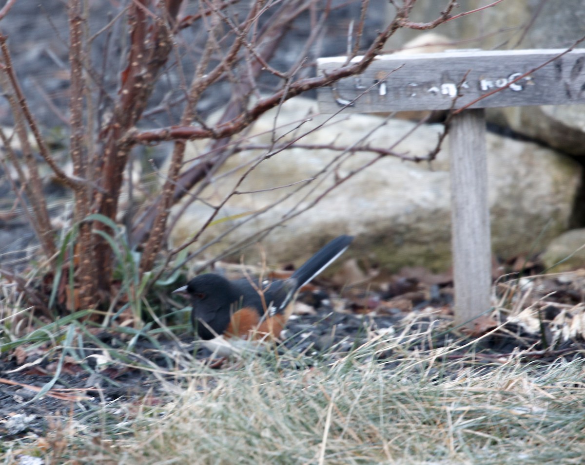 Eastern Towhee - Bob Holt