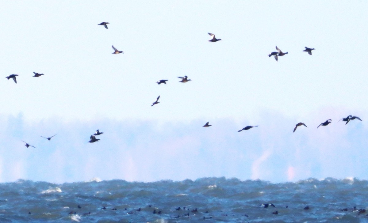 White-winged Scoter - ML612516076