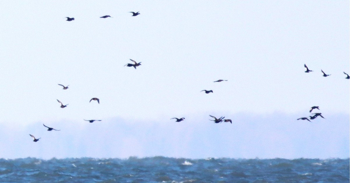 White-winged Scoter - ML612516077