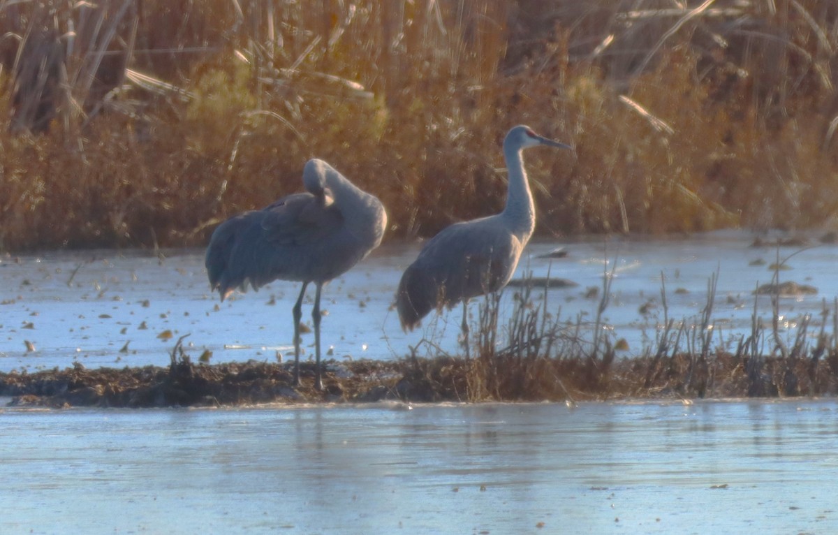 Sandhill Crane - Aldo Bertucci