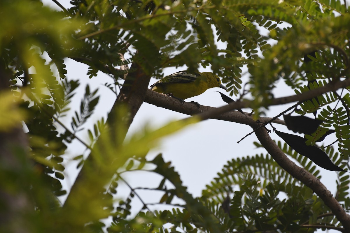 Common Iora - ML612516152