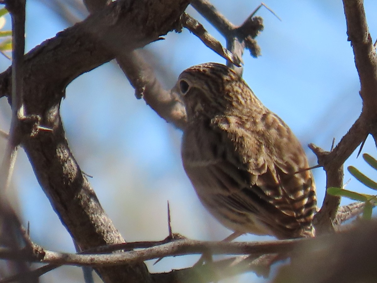 Vesper Sparrow - ML612516154