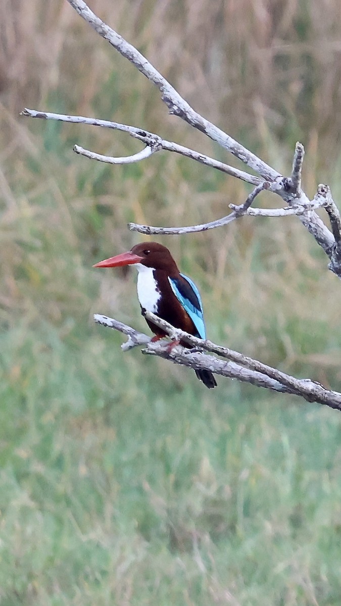 White-throated Kingfisher - Aarti Singh