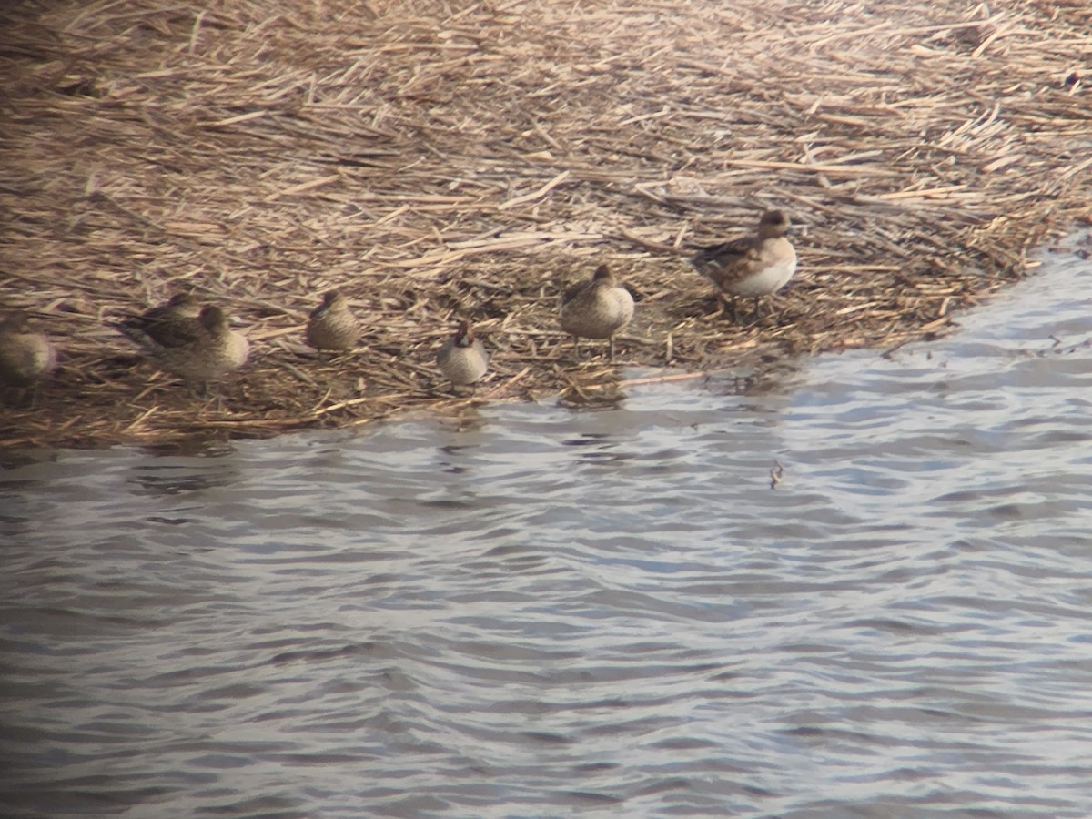 Eurasian Wigeon - ML612516370