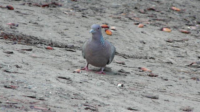 Picazuro Pigeon - ML612516383