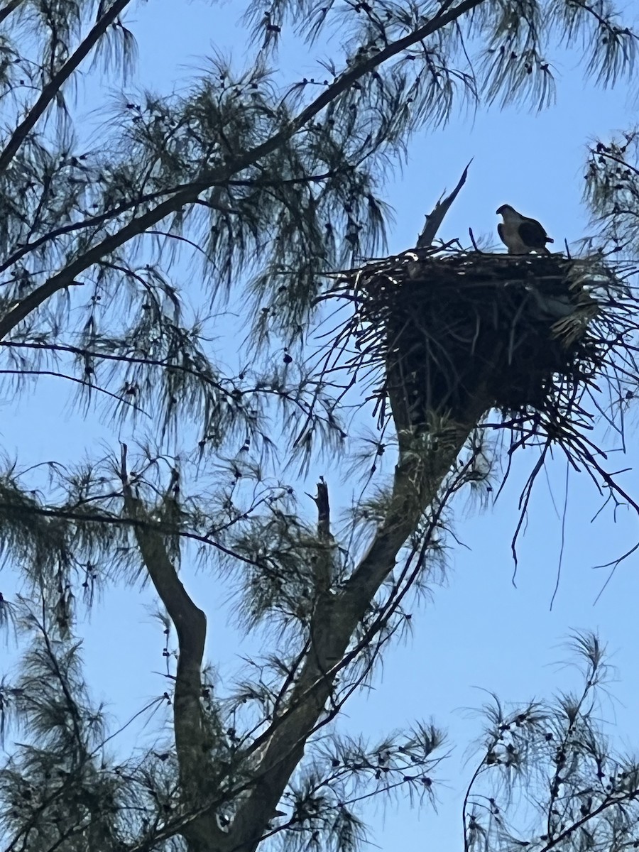 Osprey (ridgwayi) - ML612516458