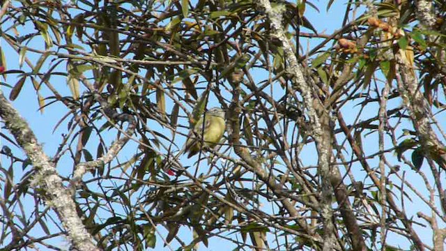 Gray-capped Tyrannulet - ML612516475