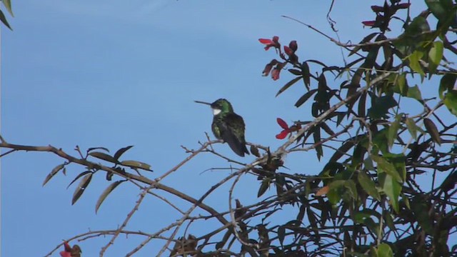 Colibri à gorge blanche - ML612516497