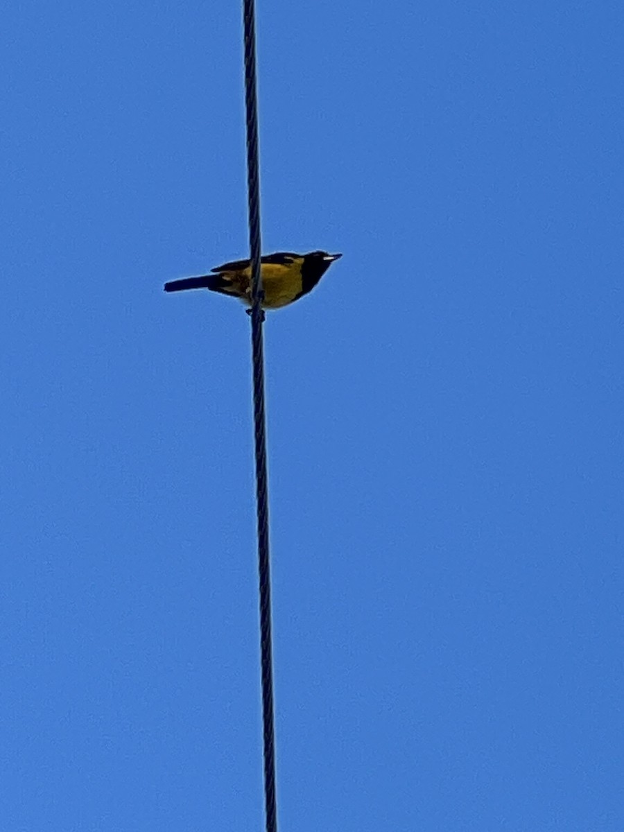 Bahama Oriole - Daniel Lebbin