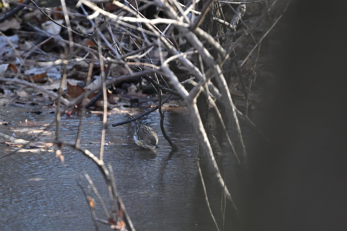 Yellow-rumped Warbler (Myrtle) - ML612516548