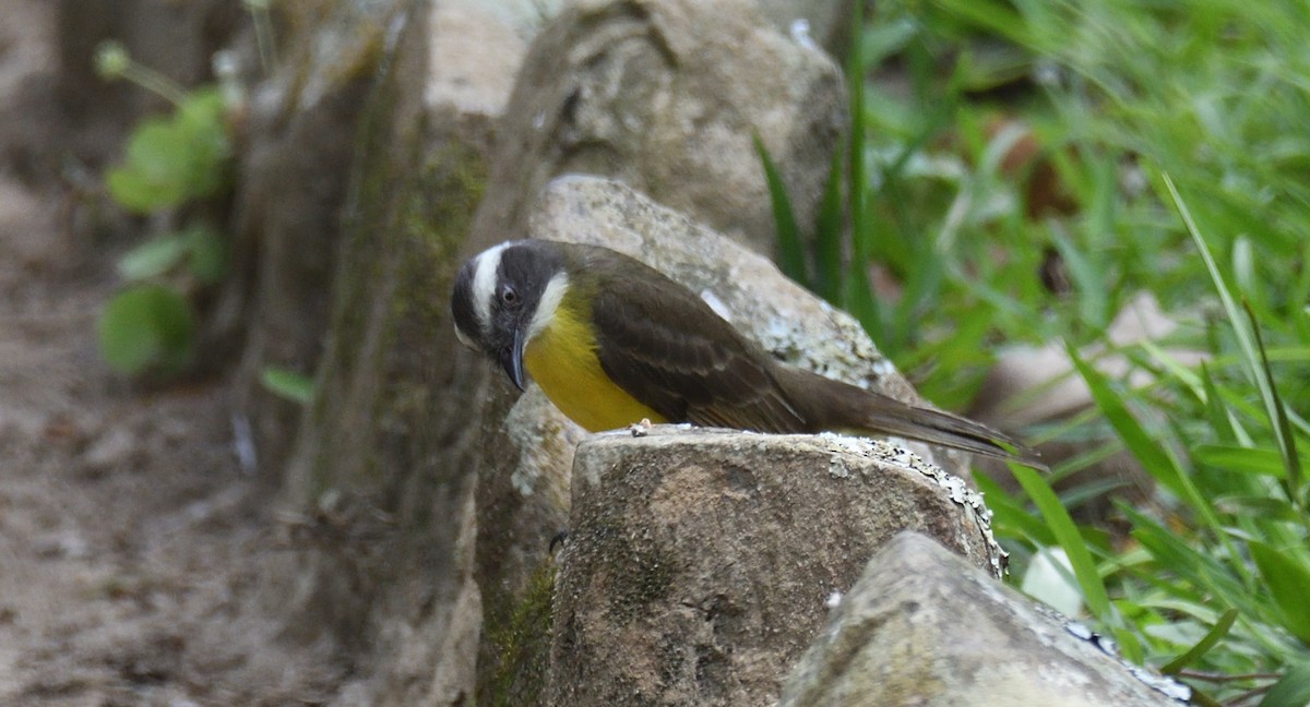 Social Flycatcher (Social) - Alf forbes