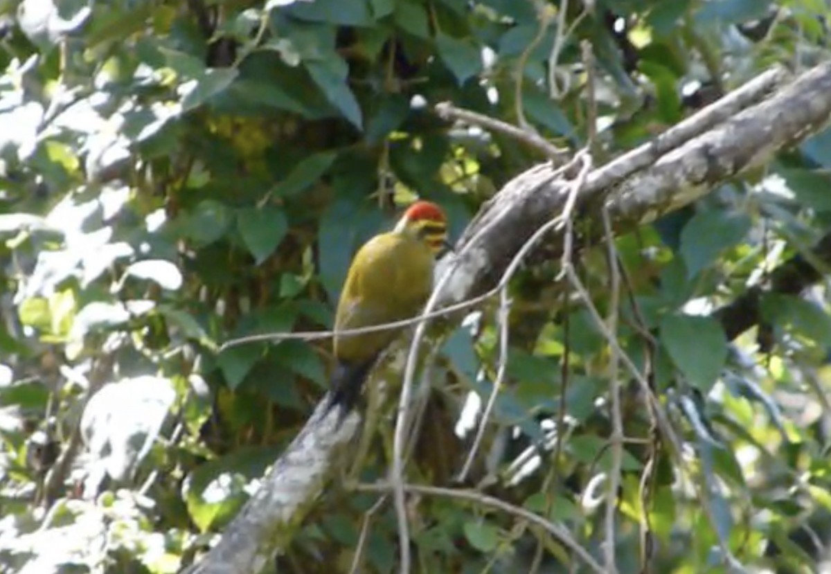 White-browed Woodpecker - Tommy Pedersen