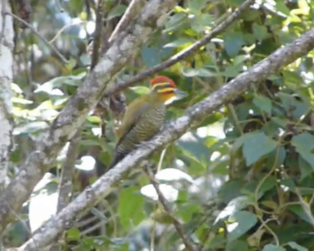 White-browed Woodpecker - Tommy Pedersen