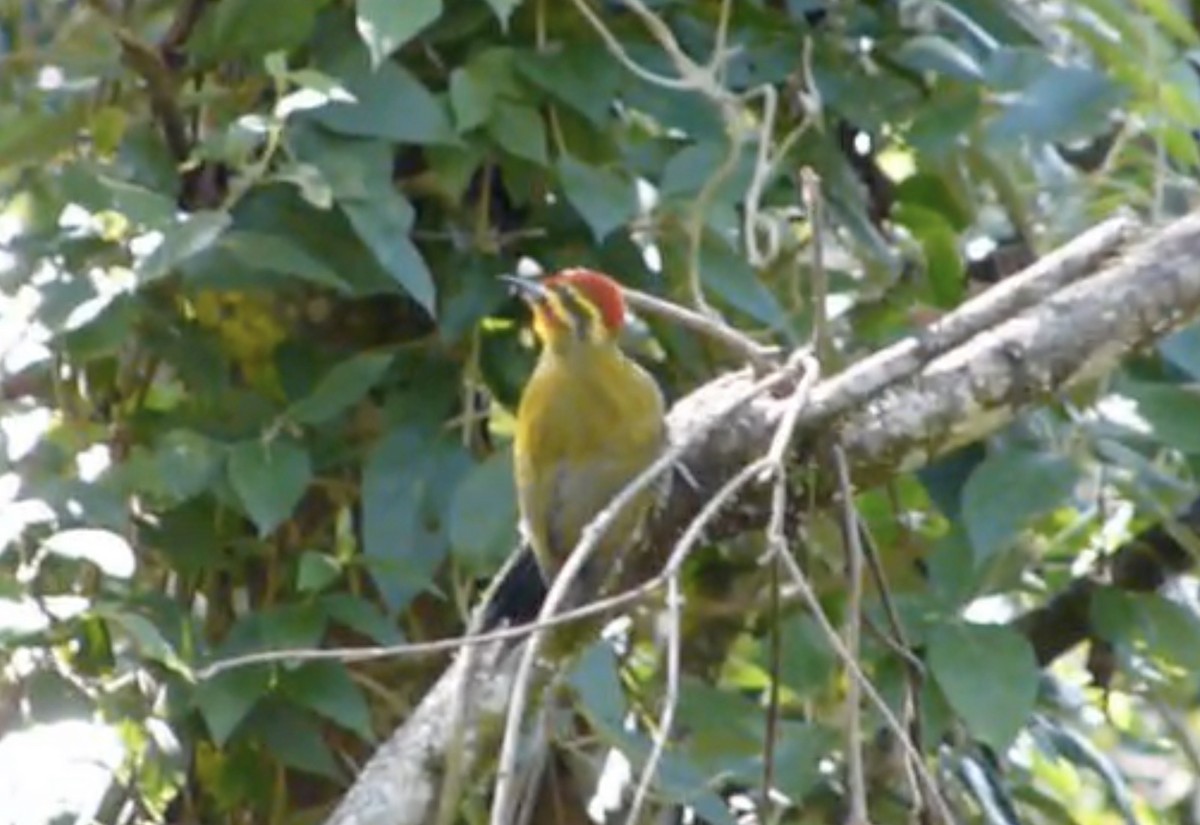 White-browed Woodpecker - Tommy Pedersen