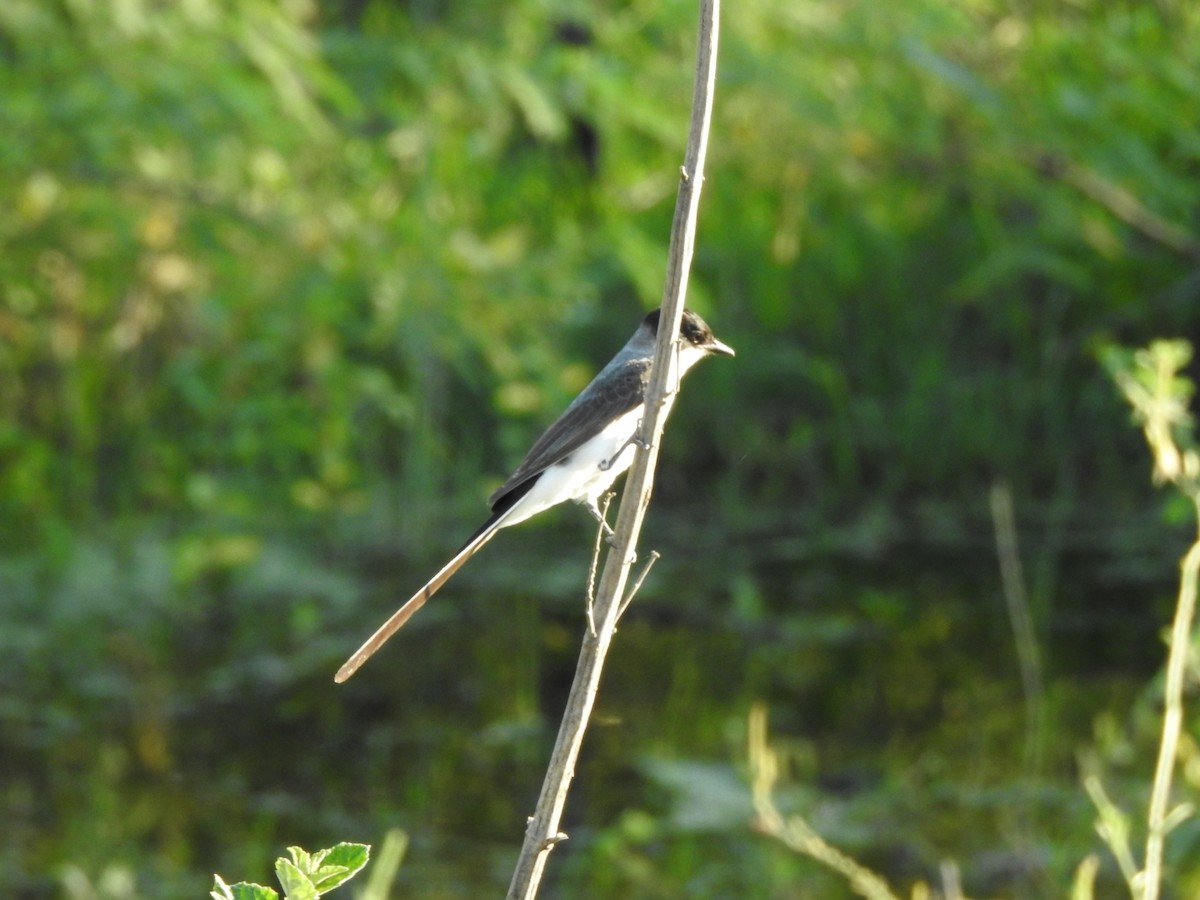 Gabelschwanz-Königstyrann - ML612516761