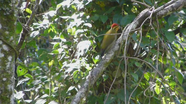 White-browed Woodpecker - ML612516765