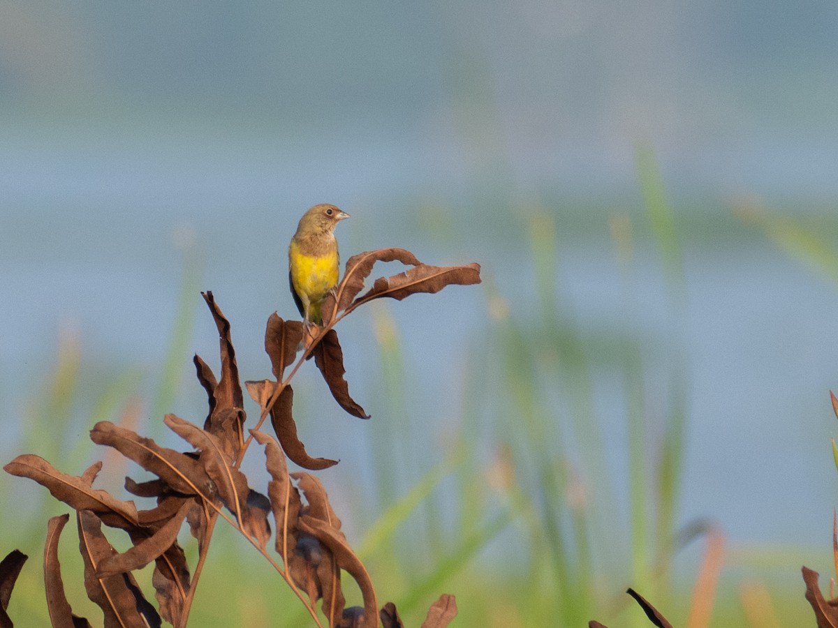 Red-headed Bunting - ML612516798