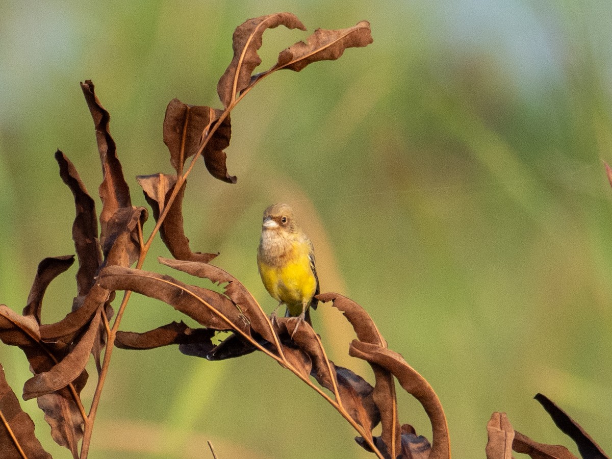 Red-headed Bunting - ML612516800