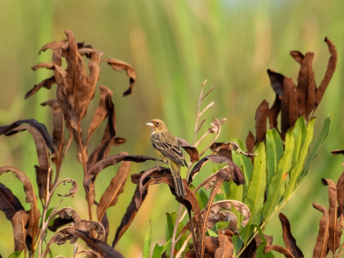 Red-headed Bunting - ML612516801