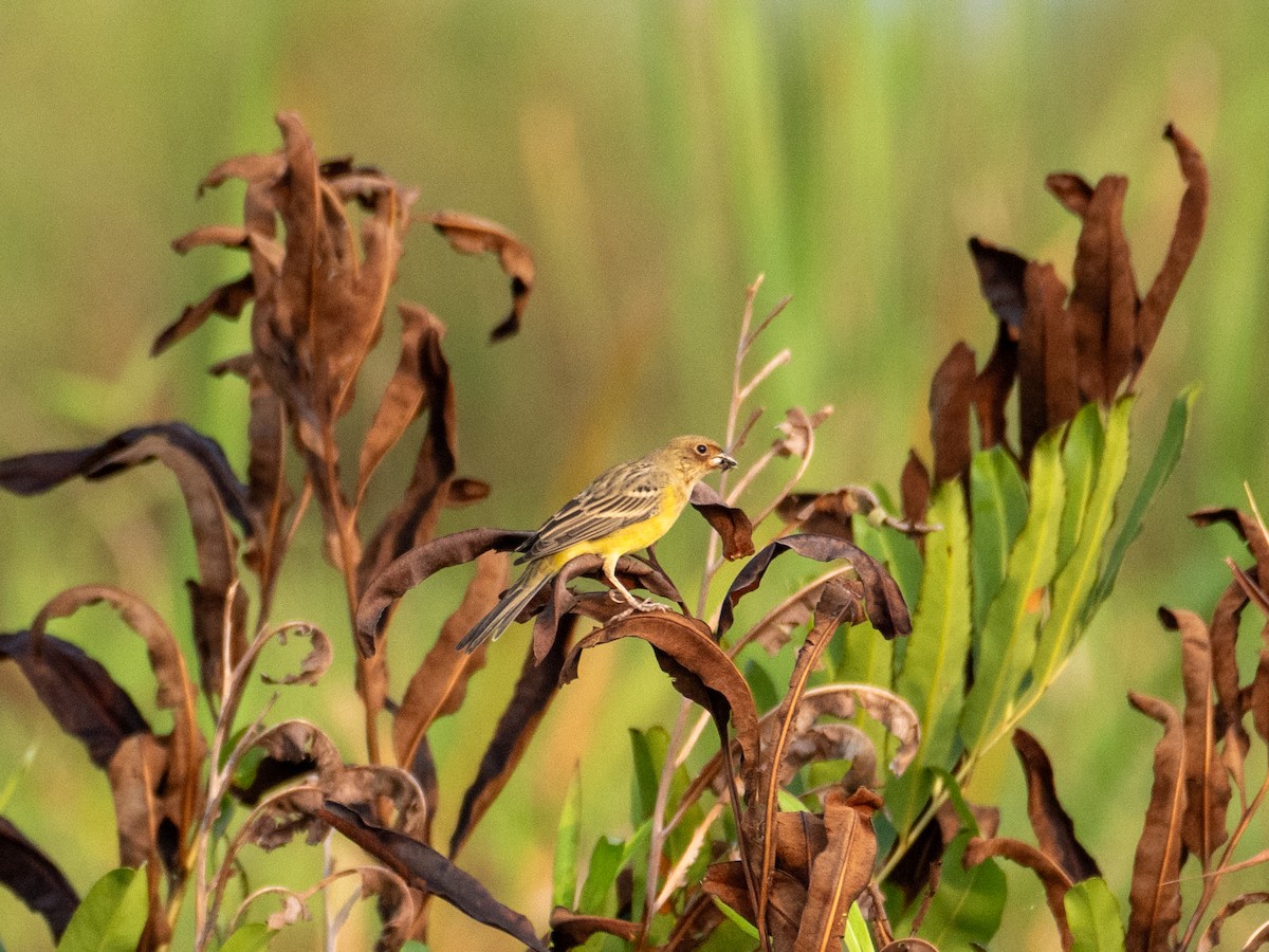 Red-headed Bunting - ML612516802