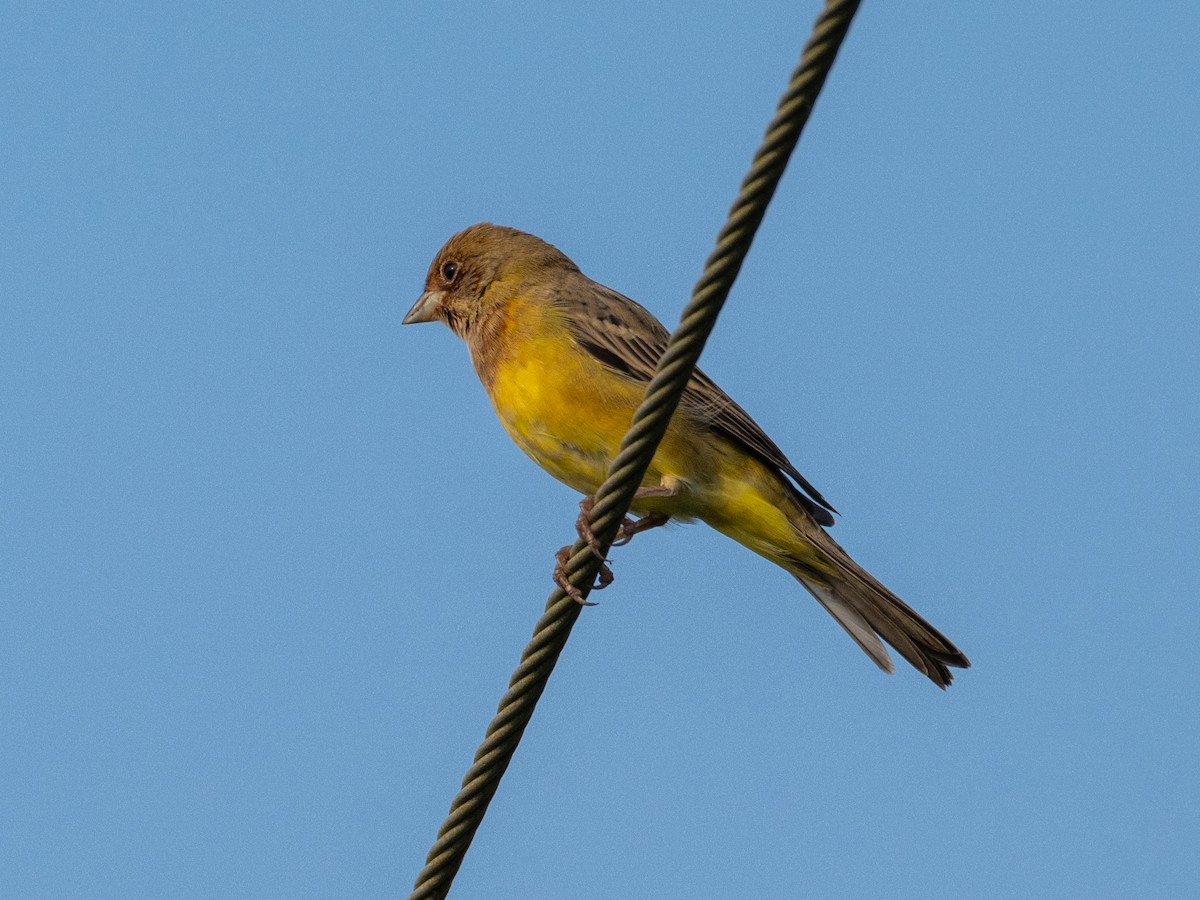 Red-headed Bunting - ML612516803