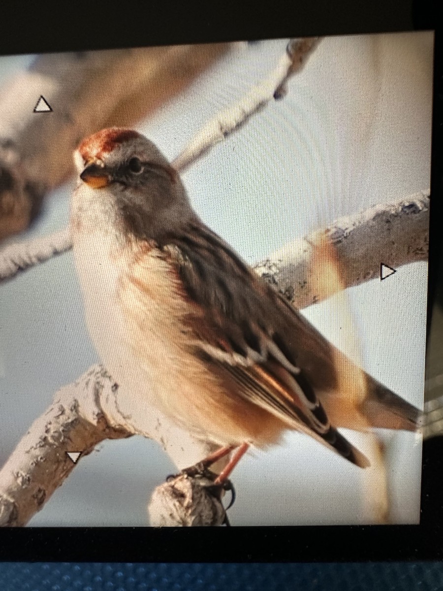 American Tree Sparrow - ML612516847