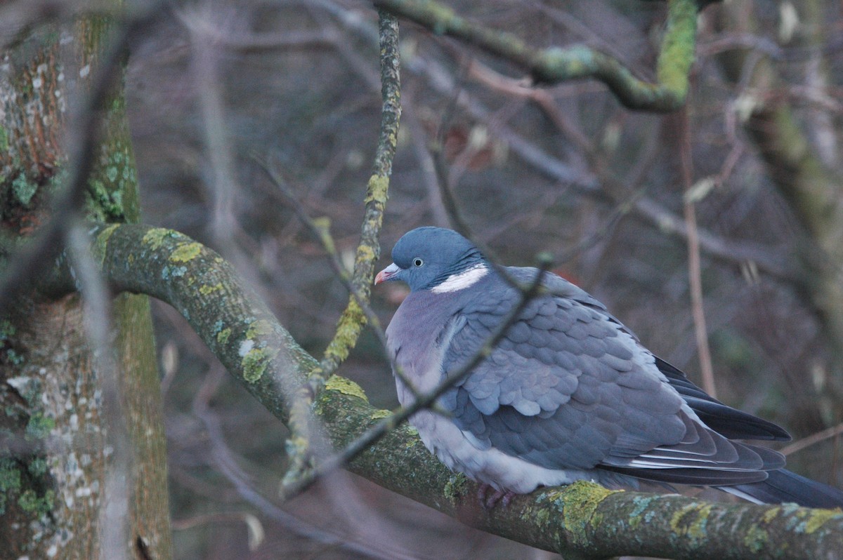 Common Wood-Pigeon - ML612516877