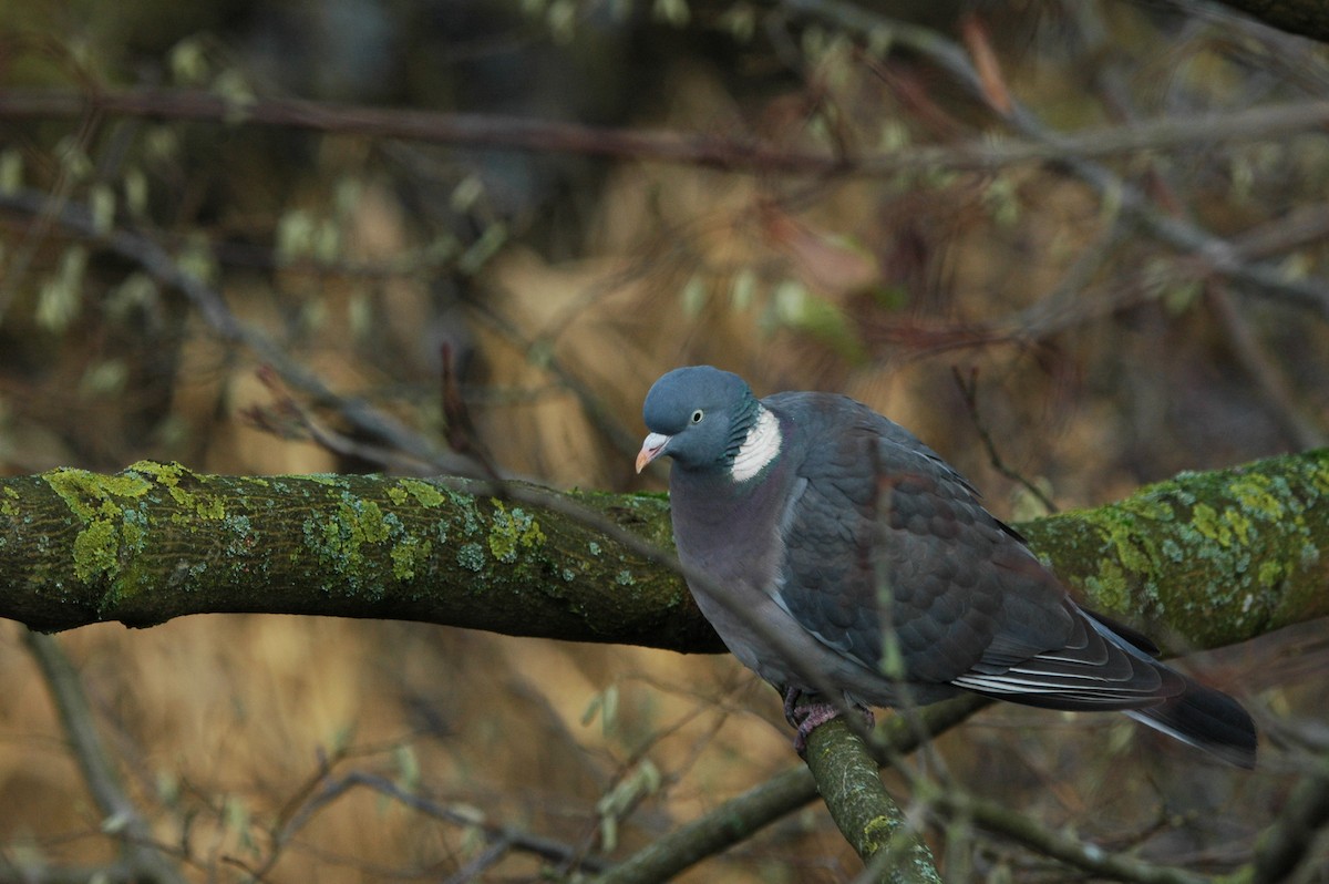 Common Wood-Pigeon - ML612516881