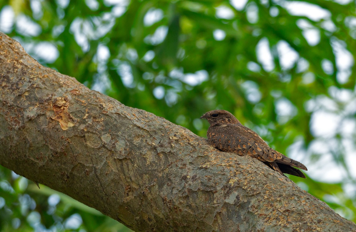 Savanna Nightjar - ML612516905