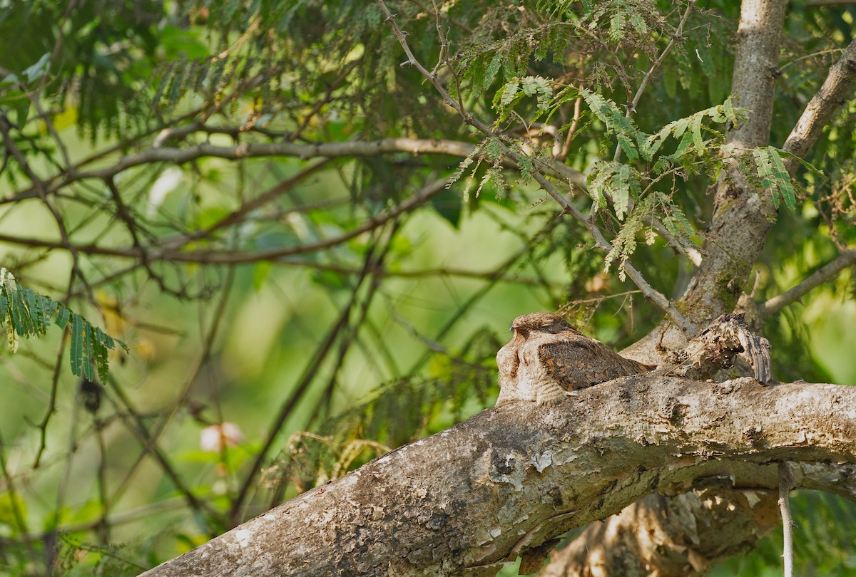 Savanna Nightjar - ML612516906