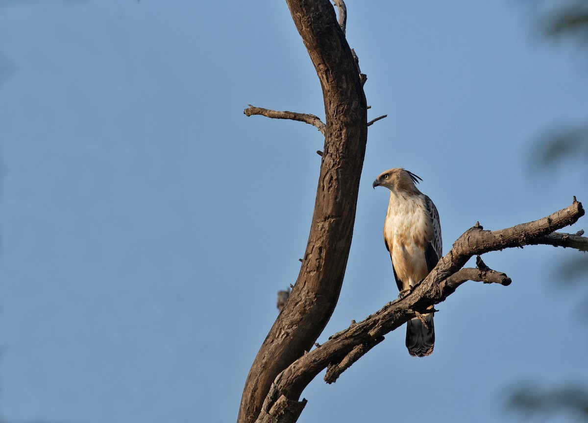 Changeable Hawk-Eagle - ML612516916