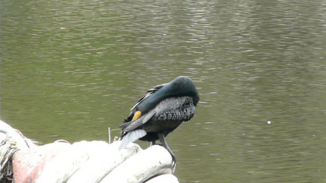 Double-crested Cormorant - ML612517023