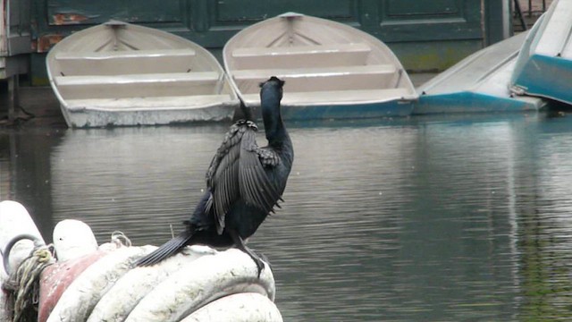 Double-crested Cormorant - ML612517024