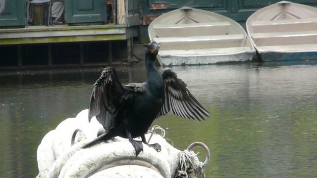 Double-crested Cormorant - ML612517025