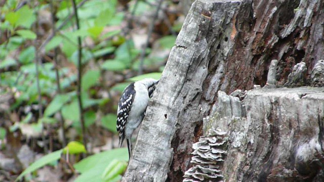 Downy Woodpecker - ML612517056