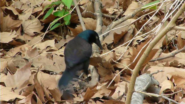 Common Grackle - ML612517091