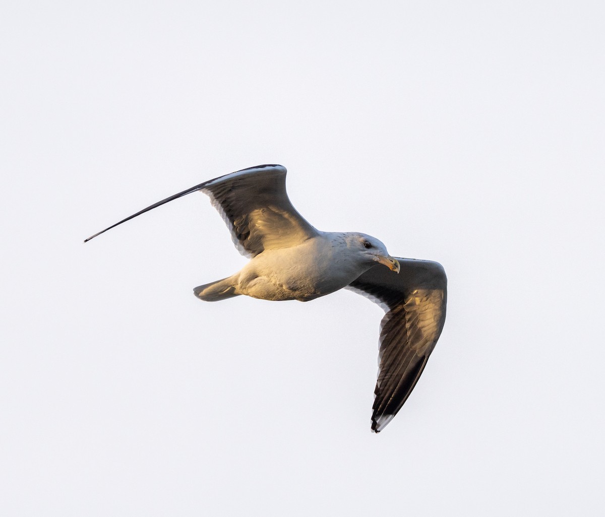 Great Black-backed Gull - ML612517159